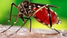 सिनर्जी एफ एम ९१.६ मेघाहर्ज